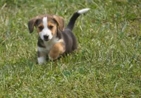 Winchester, a male Pembroke Welsh Corgi and Beagle for sale in Metamora, IN – 4 of 4