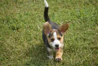 Winchester, a male Pembroke Welsh Corgi and Beagle for sale in Metamora, IN – 3 of 4