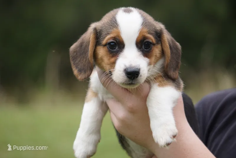 Wanda – Pembroke Welsh Corgi, Beagle puppy for sale in Metamora, IN