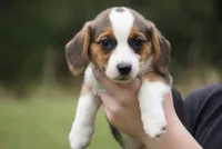 Wanda, a female Pembroke Welsh Corgi and Beagle for sale in Metamora, IN – 1 of 1