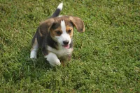 Winchester, a male Pembroke Welsh Corgi and Beagle for sale in Metamora, IN – 2 of 4