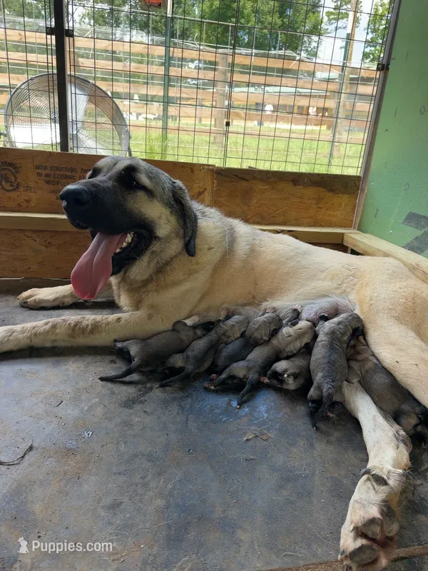 Female 5 – Kangal Dog puppy for sale in Milledgeville, GA
