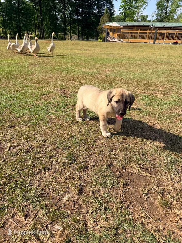 circle girl, a female Kangal Dog for sale in Milledgeville, GA – 1 of 2