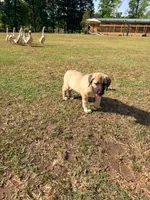 circle girl, a female Kangal Dog for sale in Milledgeville, GA – 1 of 2