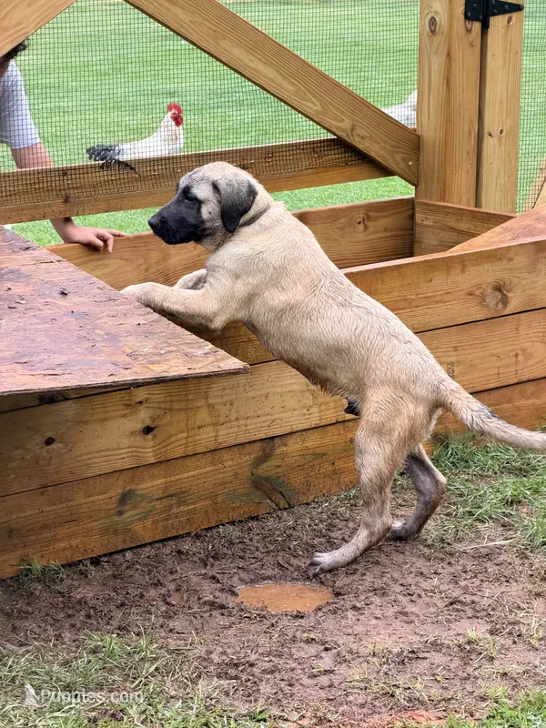 Gray Boy – Kangal Dog puppy on hold in Milledgeville, GA