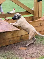 Gray Boy, a male Kangal Dog for sale in Milledgeville, GA – 1 of 2