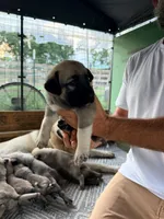 ORANGE GIRL, a female Kangal Dog for sale in Milledgeville, GA – 3 of 7