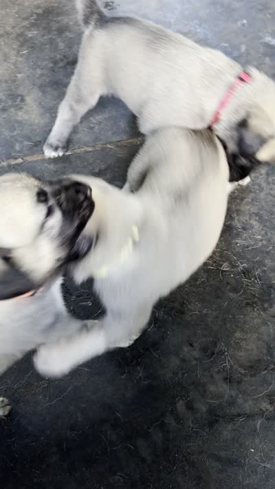 ORANGE GIRL, a female Kangal Dog for sale in Milledgeville, GA – 5 of 7