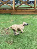 Thunder Girl, a female Kangal Dog for sale in Milledgeville, GA – 2 of 6