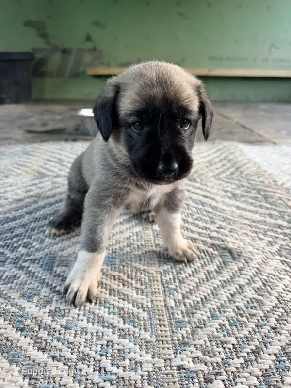 PINK GIRL – Kangal Dog puppy for sale in Milledgeville, GA