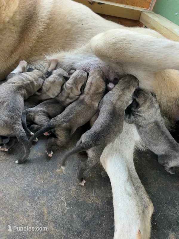 Male 1 – Kangal Dog puppy for sale in Milledgeville, GA