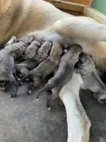 Male 1, a male Kangal Dog for sale in Milledgeville, GA – 1 of 2