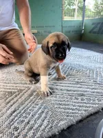 PURPLE GIRL, a female Kangal Dog for sale in Milledgeville, GA – 3 of 6