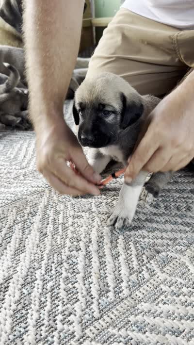ORANGE GIRL, a female Kangal Dog for sale in Milledgeville, GA – 4 of 7