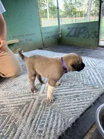 PURPLE GIRL, a female Kangal Dog for sale in Milledgeville, GA – 2 of 6