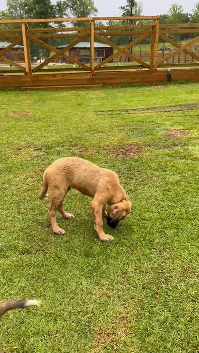 Gold Boy, a male Kangal Dog for sale in Milledgeville, GA – 4 of 5