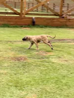 Thunder Girl, a female Kangal Dog for sale in Milledgeville, GA – 1 of 6