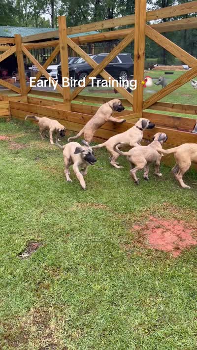 Thunder Girl, a female Kangal Dog for sale in Milledgeville, GA – 6 of 6