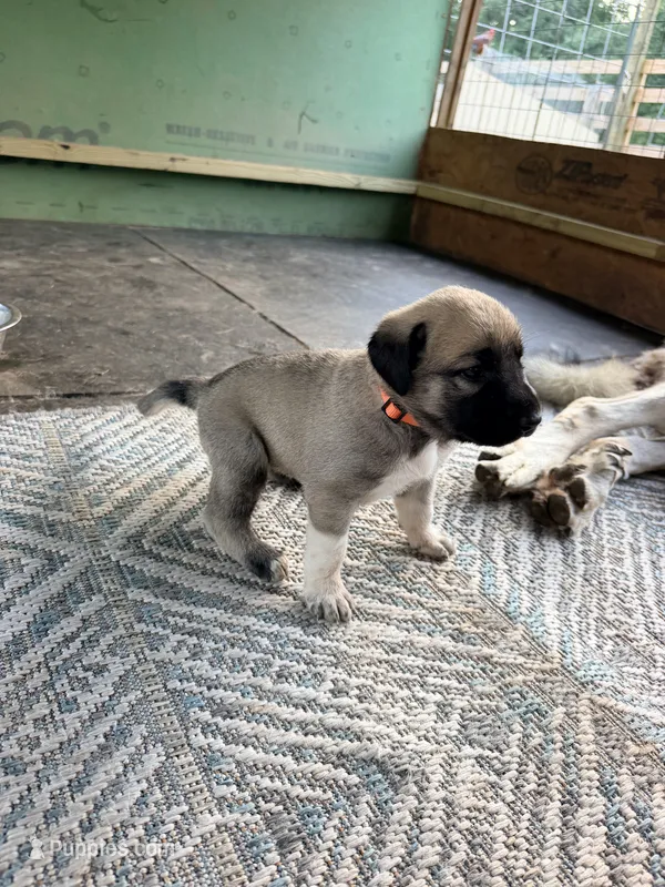 ORANGE GIRL – Kangal Dog puppy for sale in Milledgeville, GA