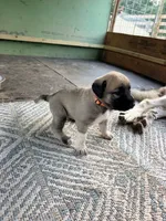 ORANGE GIRL, a female Kangal Dog for sale in Milledgeville, GA – 1 of 7