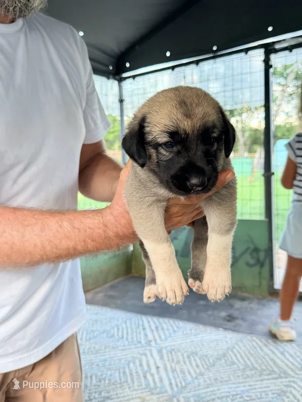 YELLOW GIRL – Kangal Dog puppy for sale in Milledgeville, GA