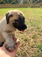 Gray Boy, a male Kangal Dog for sale in Milledgeville, GA – 1 of 1