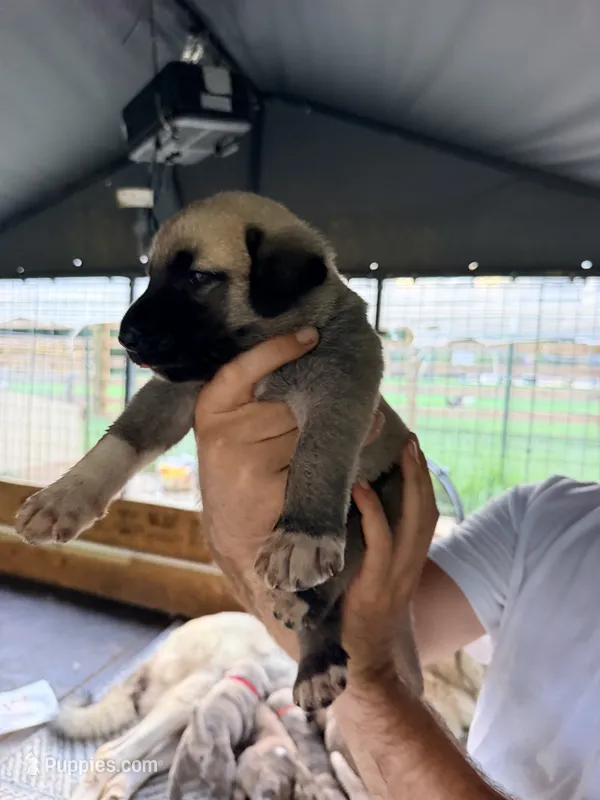 BLACK BOY – Kangal Dog puppy for sale in Milledgeville, GA