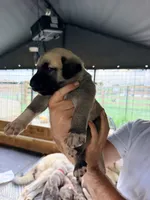 BLACK BOY, a male Kangal Dog for sale in Milledgeville, GA – 1 of 6