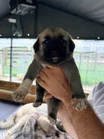 BLACK BOY, a male Kangal Dog for sale in Milledgeville, GA – 2 of 6