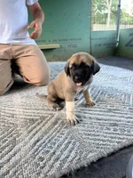 PURPLE GIRL, a female Kangal Dog for sale in Milledgeville, GA – 1 of 6