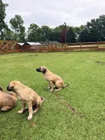 Thunder Girl, a female Kangal Dog for sale in Milledgeville, GA – 4 of 6