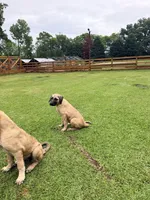 Thunder Girl, a female Kangal Dog for sale in Milledgeville, GA – 5 of 6