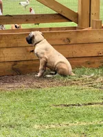 Gray Boy, a male Kangal Dog for sale in Milledgeville, GA – 2 of 2