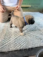 BLUE BOY, a male Kangal Dog for sale in Milledgeville, GA – 2 of 5