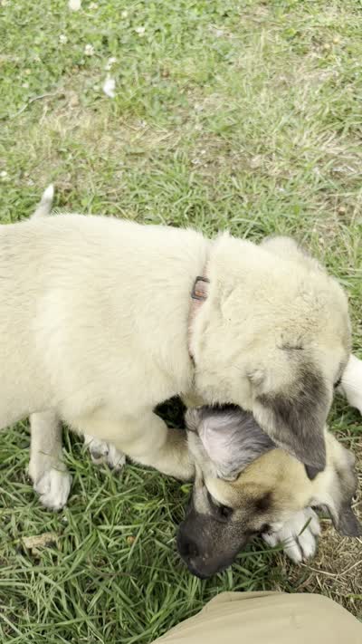 Pink Girl, a female Kangal Dog for sale in Milledgeville, GA – 2 of 2