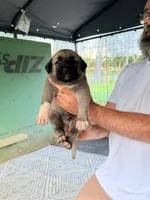 BLACK BOY, a male Kangal Dog for sale in Milledgeville, GA – 3 of 6