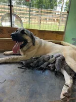 Female 4, a female Kangal Dog for sale in Milledgeville, GA – 1 of 2