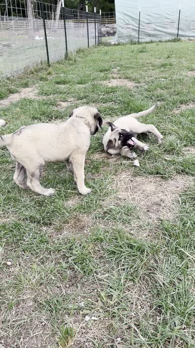 circle girl, a female Kangal Dog for sale in Milledgeville, GA – 2 of 2