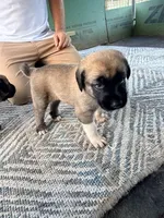 GREEN GIRL, a female Kangal Dog for sale in Milledgeville, GA – 2 of 5