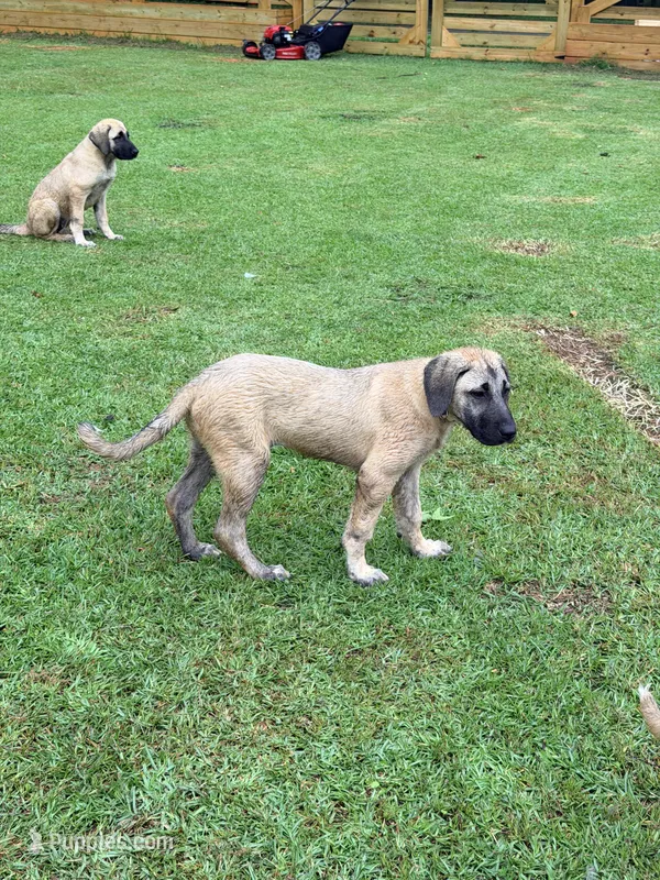 circle girl – Kangal Dog puppy for sale in Milledgeville, GA