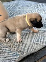 YELLOW GIRL, a female Kangal Dog for sale in Milledgeville, GA – 2 of 7
