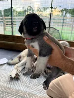 PINK GIRL, a female Kangal Dog for sale in Milledgeville, GA – 2 of 7