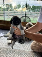 PINK GIRL, a female Kangal Dog for sale in Milledgeville, GA – 3 of 7