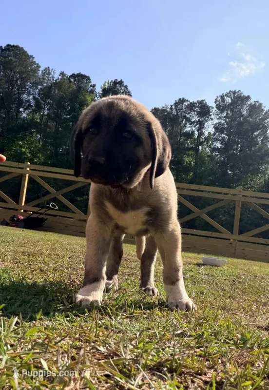 red girl, a female Kangal Dog for sale in Milledgeville, GA – 1 of 1