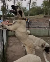 Female 4, a female Kangal Dog for sale in Milledgeville, GA – 2 of 2