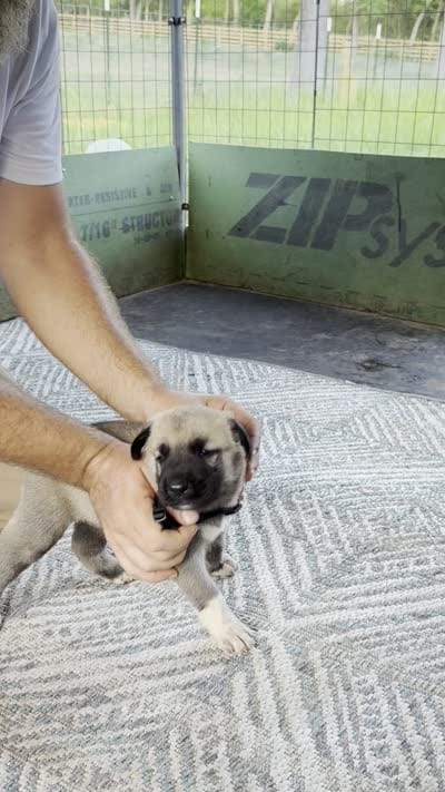 BLACK BOY, a male Kangal Dog for sale in Milledgeville, GA – 4 of 6