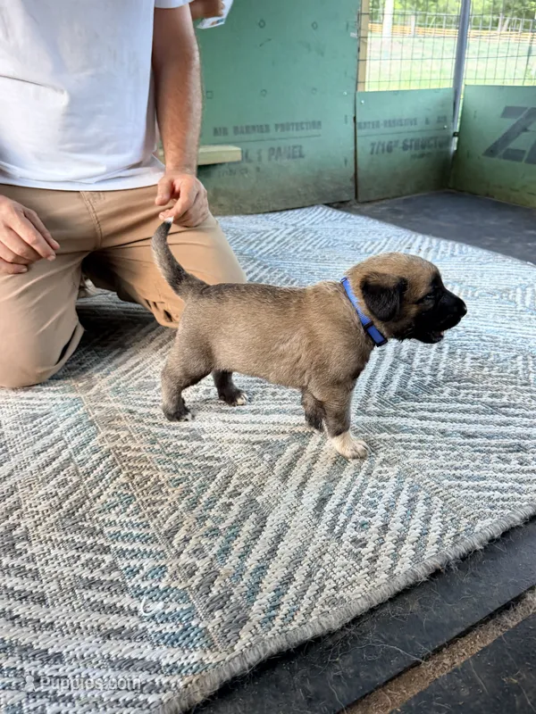 BLUE BOY – Kangal Dog puppy for sale in Milledgeville, GA