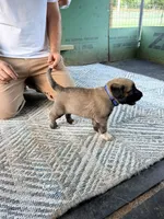 BLUE BOY, a male Kangal Dog for sale in Milledgeville, GA – 1 of 5