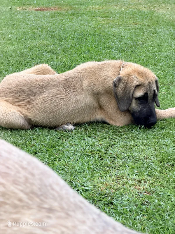 Gold Boy – Kangal Dog puppy for sale in Milledgeville, GA