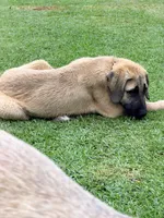 Gold Boy, a male Kangal Dog for sale in Milledgeville, GA – 1 of 5